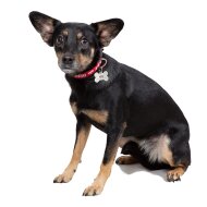 Alpha Industries RBF Dog-Tag Collar Hundehalsband black